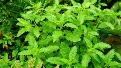 Fresh Tulsi plant leaves used in Ayurveda for immunity and wellnessHoly Basil (Tulsi) leaves with medicinal Ayurvedic benefits